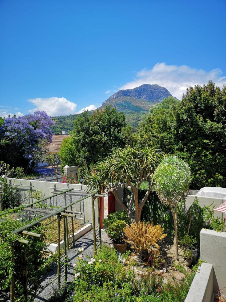 Almond Cottage Bed & Breakfast Somerset West Ngoại thất bức ảnh