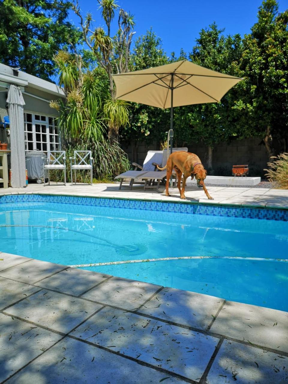 Almond Cottage Bed & Breakfast Somerset West Ngoại thất bức ảnh